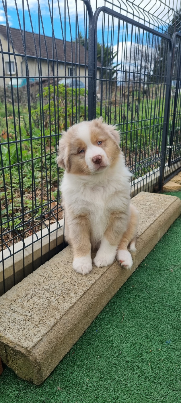 Des Griffes D'Artio - Chiots disponibles - Berger Américain Miniature 