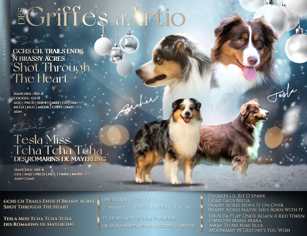 Des Griffes D'Artio - Berger Américain Miniature - Portée née le 22/01/2025