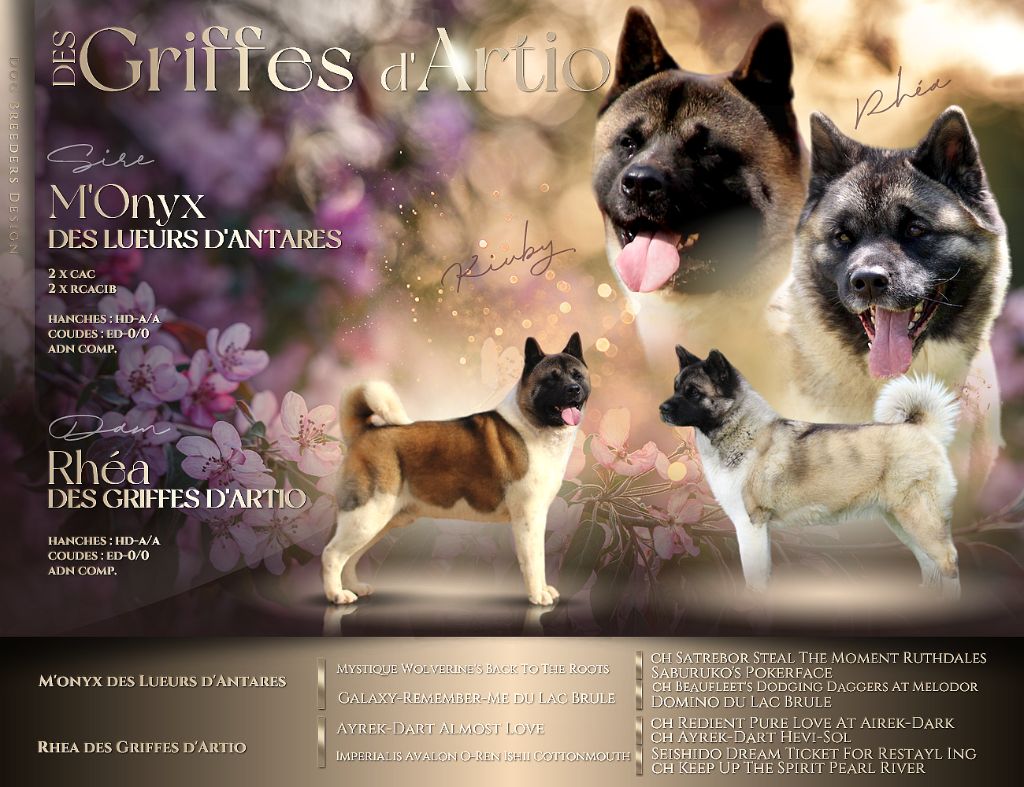 Des Griffes D'Artio - Akita americain - Portée née le 22/07/2024